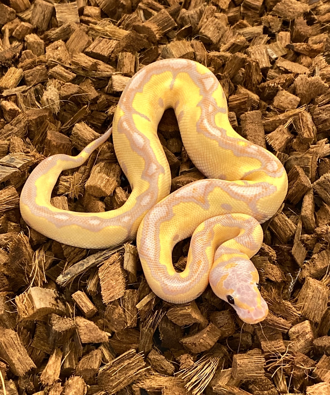 Banana Blade Clown Ball Python by Medusa's Morphs MorphMarket