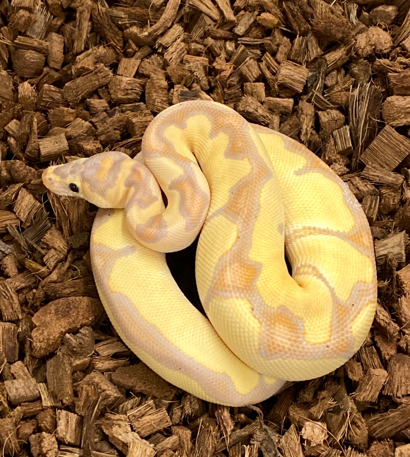 Banana Blade Clown Ball Python by Medusa's Morphs MorphMarket