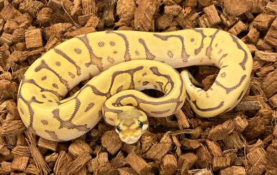 Leopard Hypo Spider Ball Python by Medusa's Morphs
