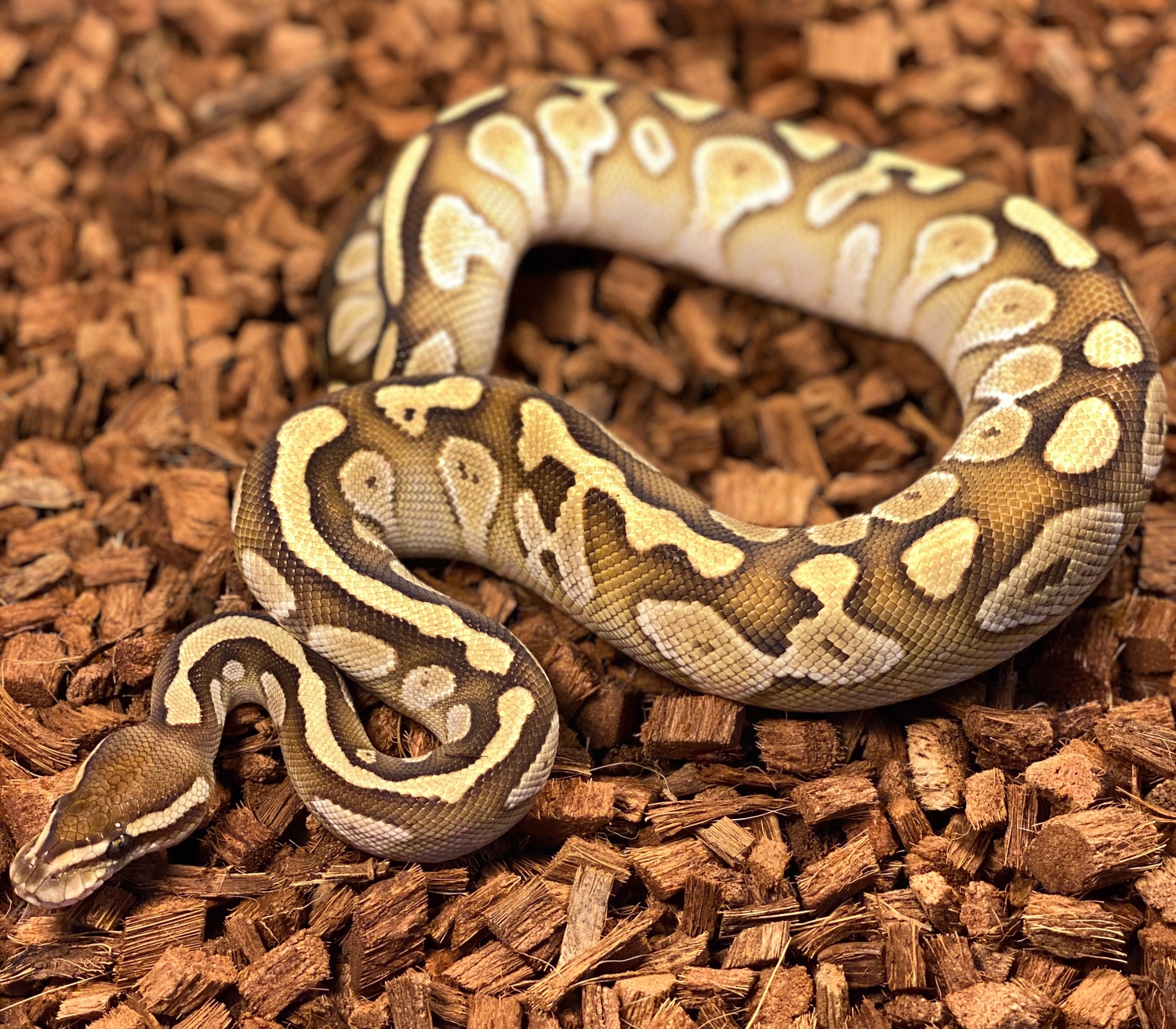 Lesser Ball Python by Medusa's Morphs - MorphMarket