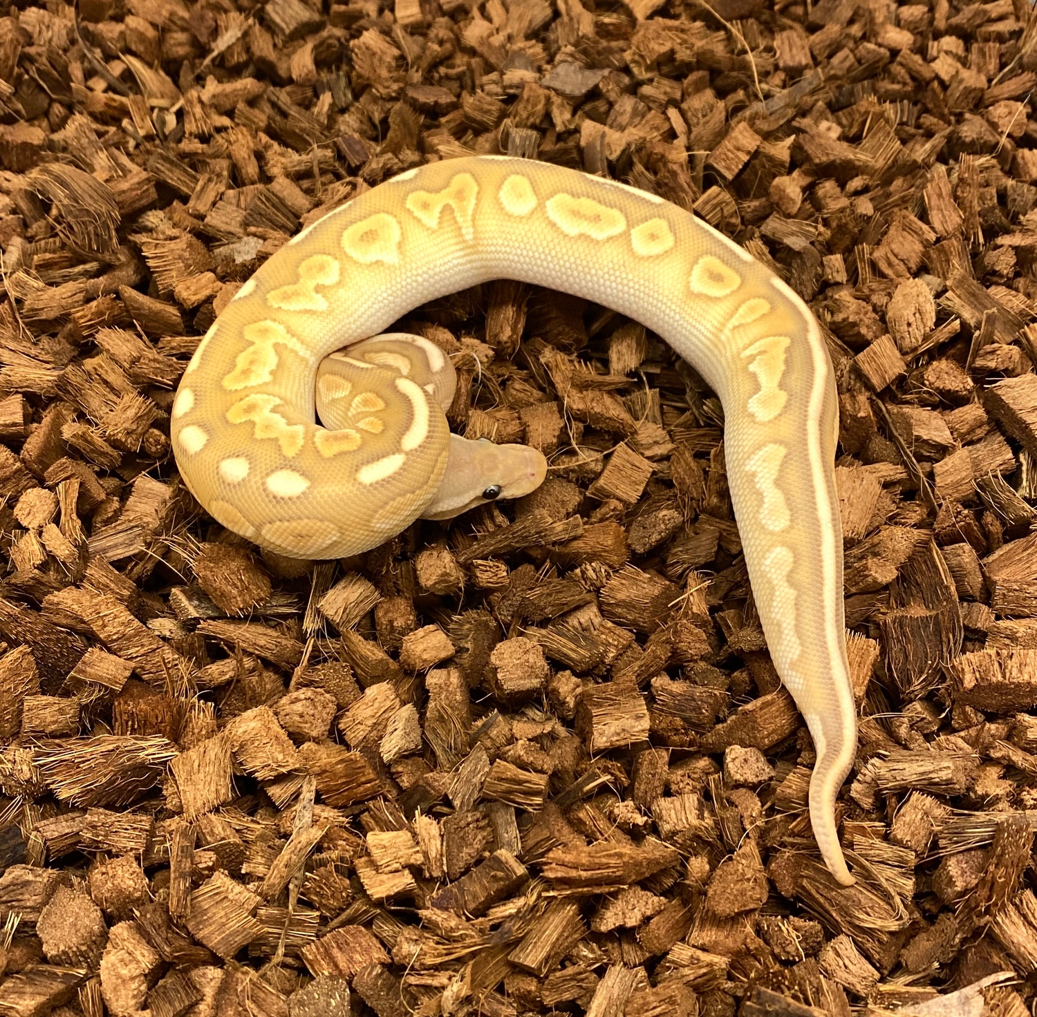 Banana Cinnamon Lesser Ball Python by Medusa's Morphs - MorphMarket