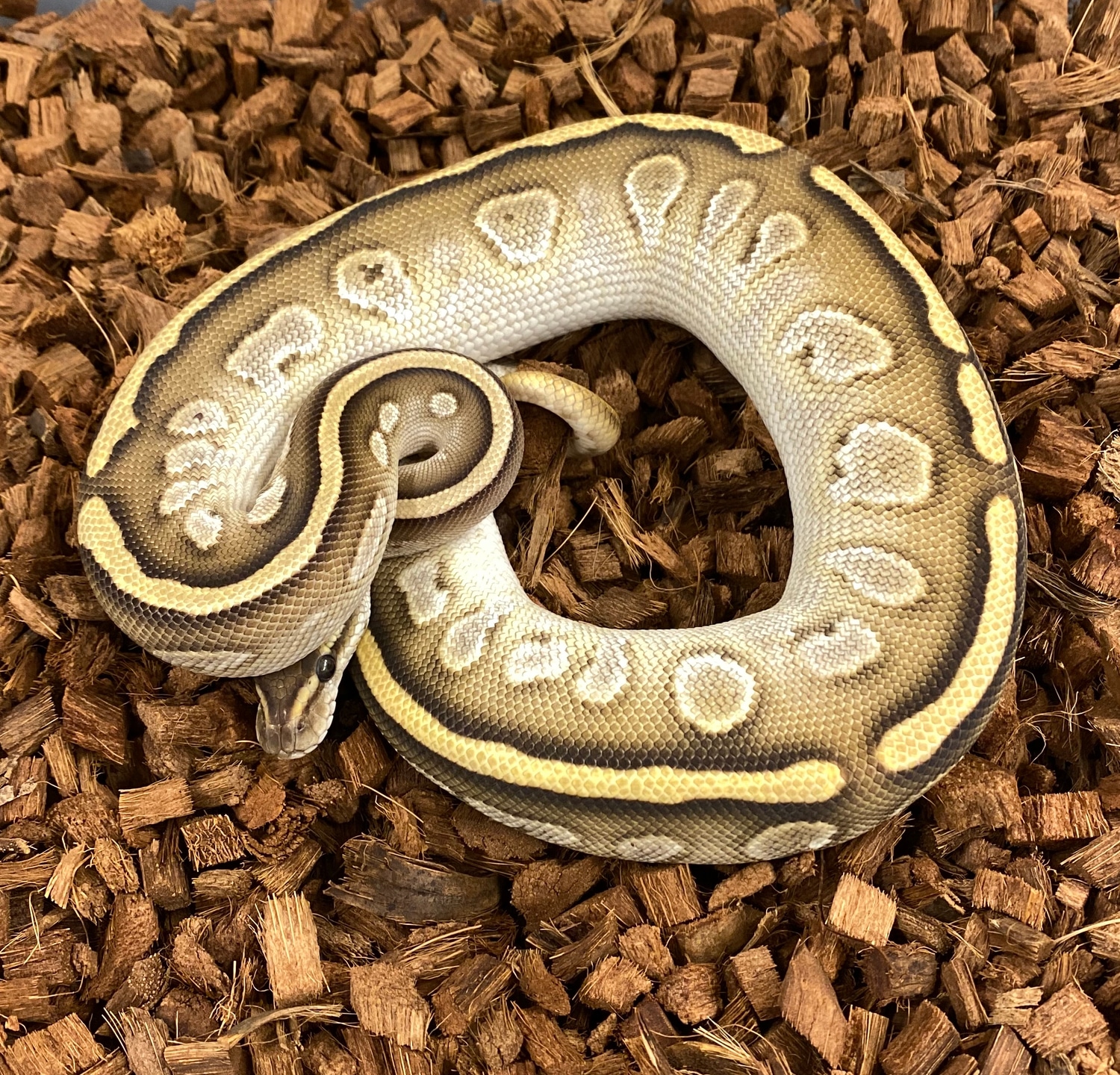 Cypress Lesser Ball Python by Medusa's Morphs - MorphMarket
