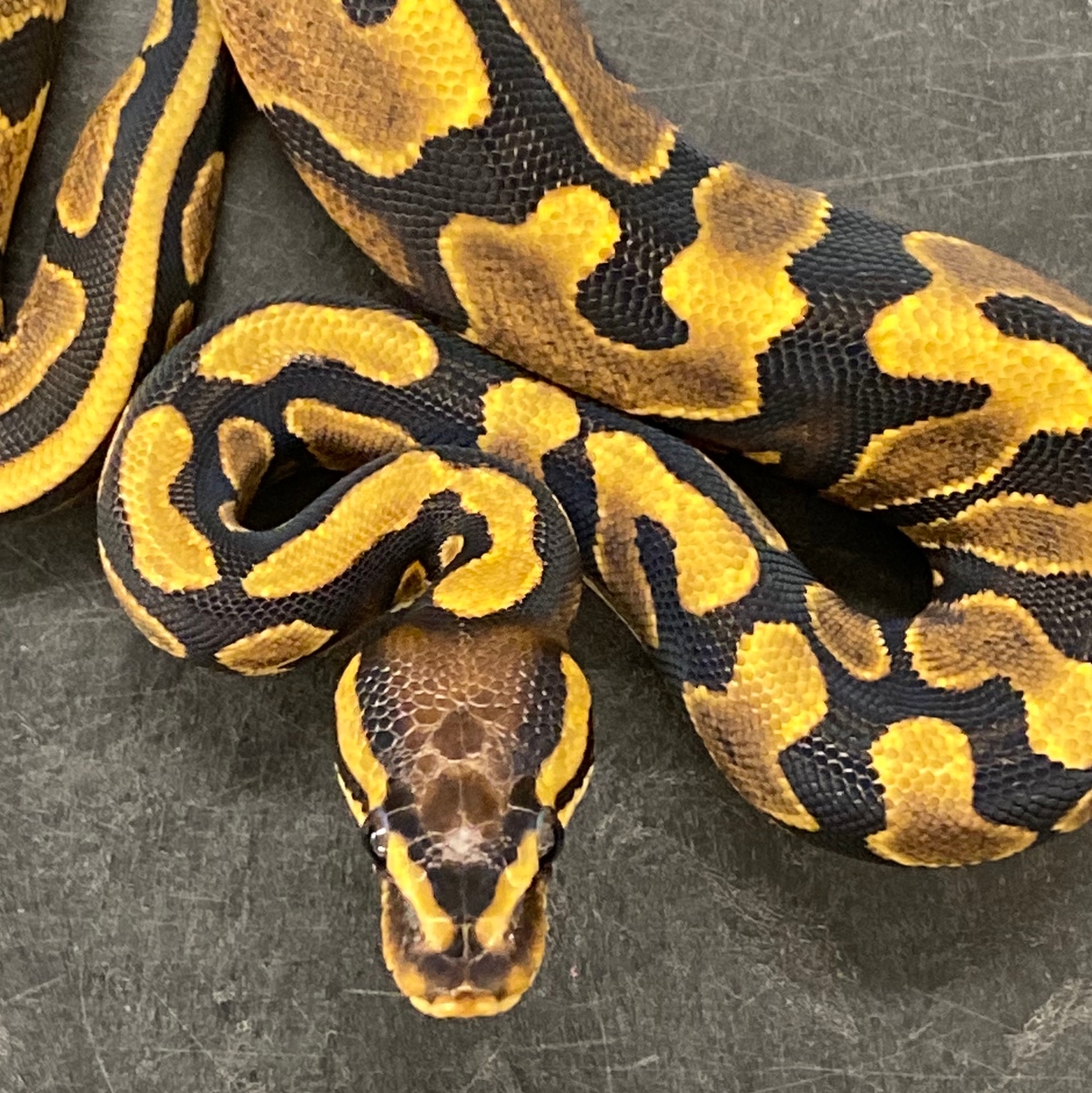Scaleless Head YellowBelly Ball Python by Medusa's Morphs - MorphMarket