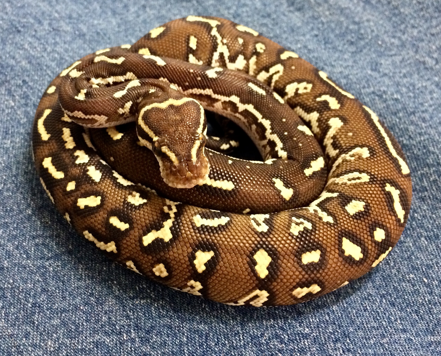 Angolan Python by Meeker Ranch - MorphMarket