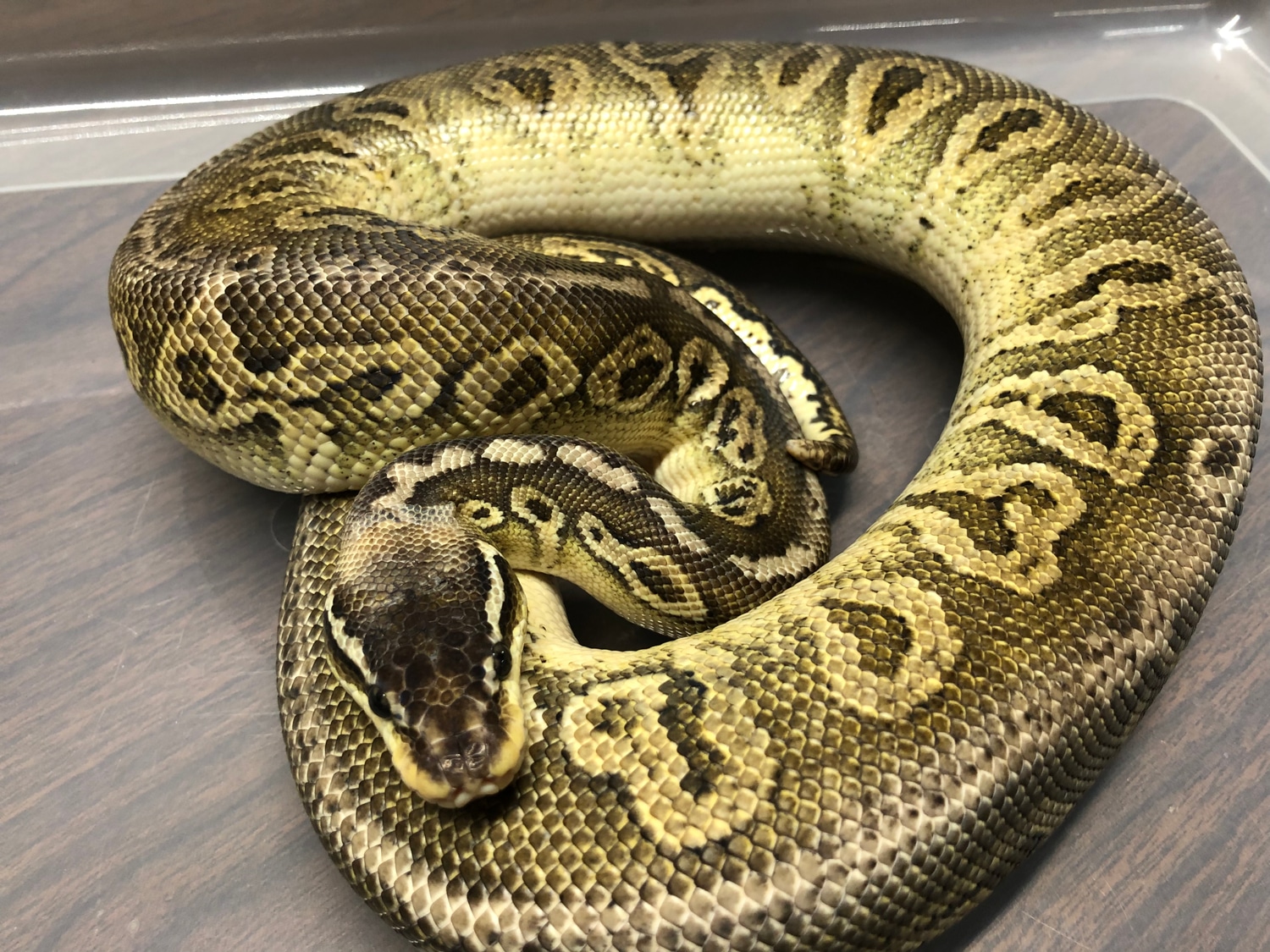Super Pastel Cinnamon Trick Proven Male Ball Python by Rochester's ...