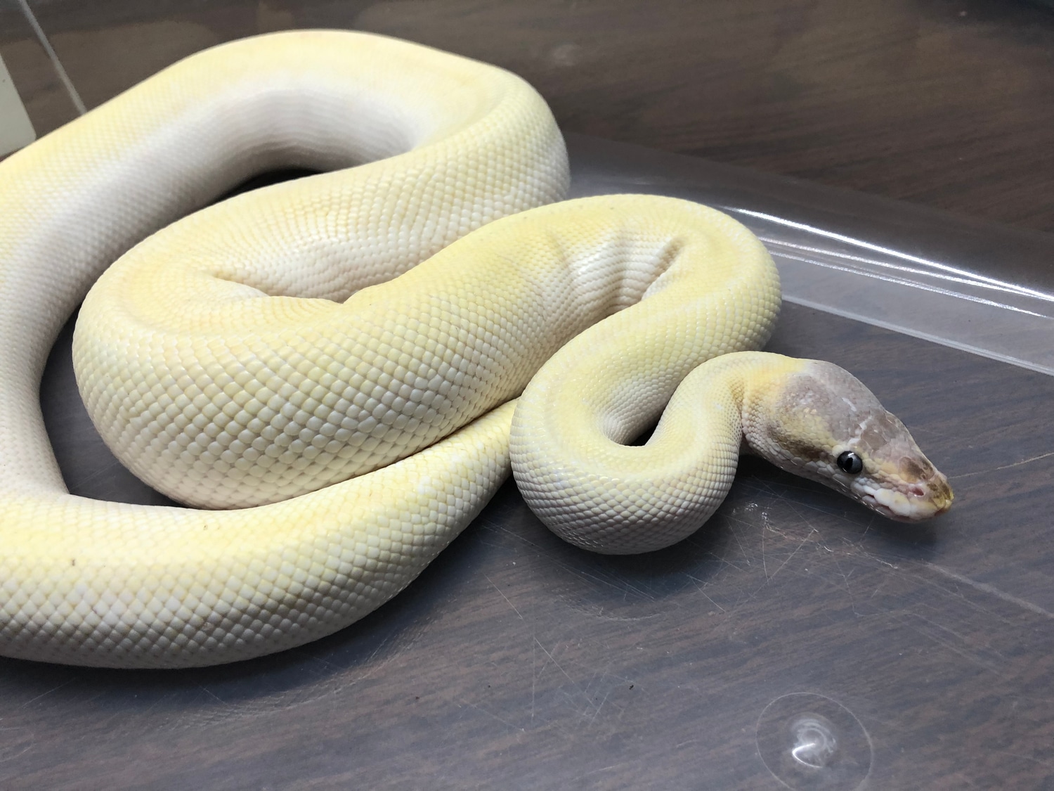 Super Mojave Ball Python by Rochester's Royals - MorphMarket