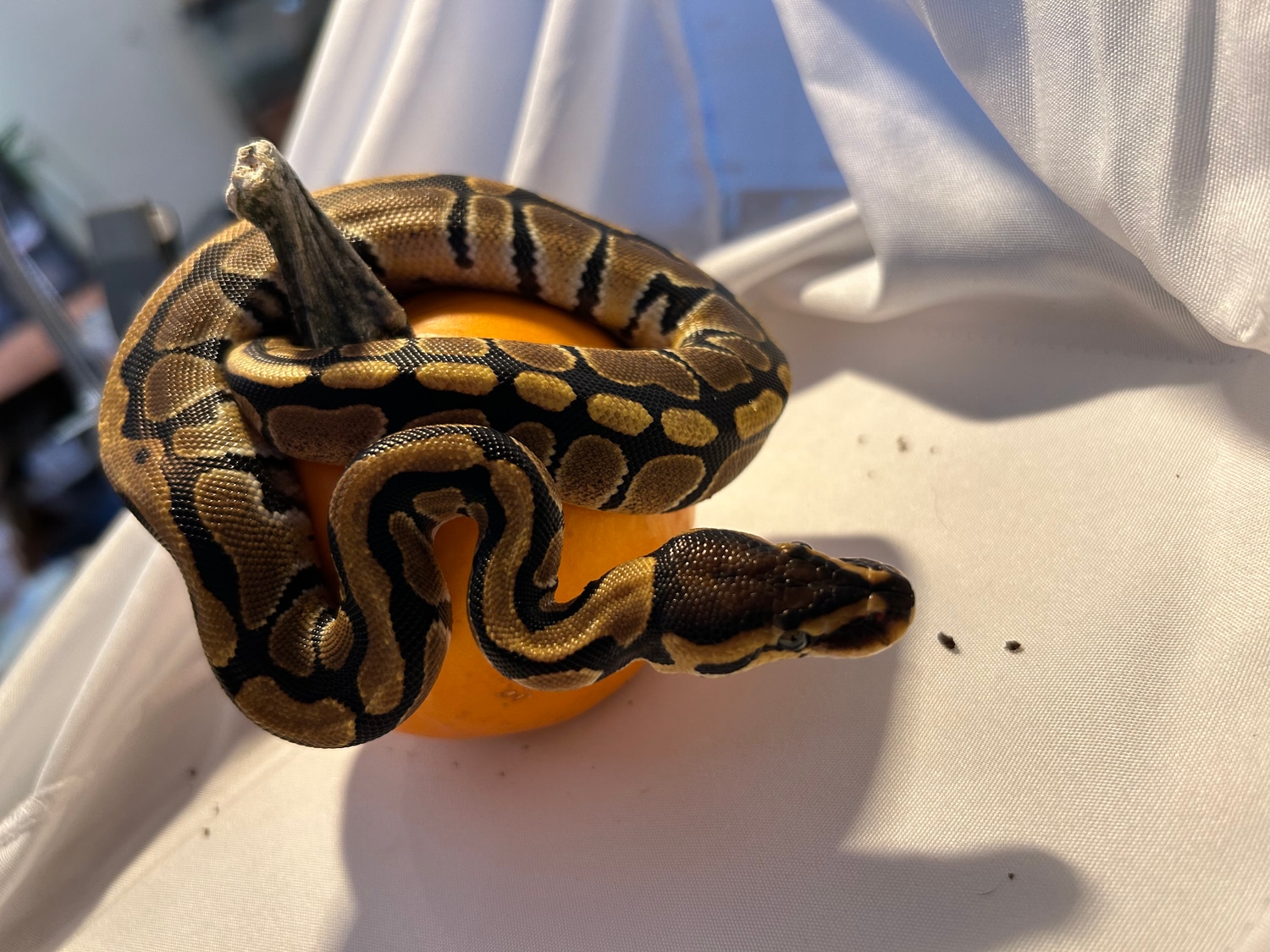 Classic Ball Python by Rochester's Royals - MorphMarket