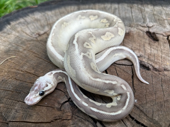 Butter Sterling Ball Python by Rochester's Royals