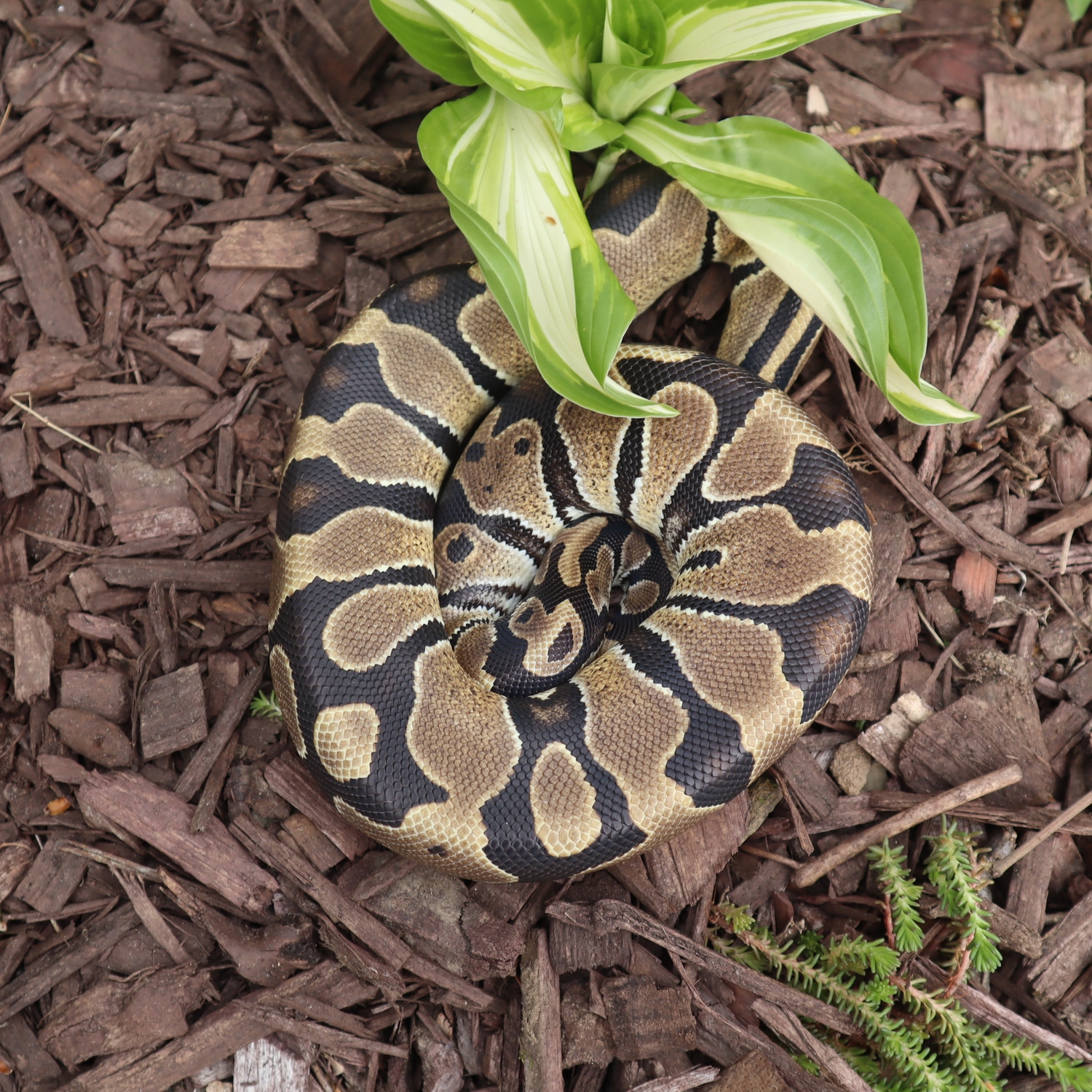 Normal 100% Het Piebald Ball Python by Melting Pot Exotics - MorphMarket