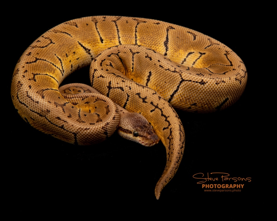 Lemon Blast Ball Python by Remarkaballs - MorphMarket