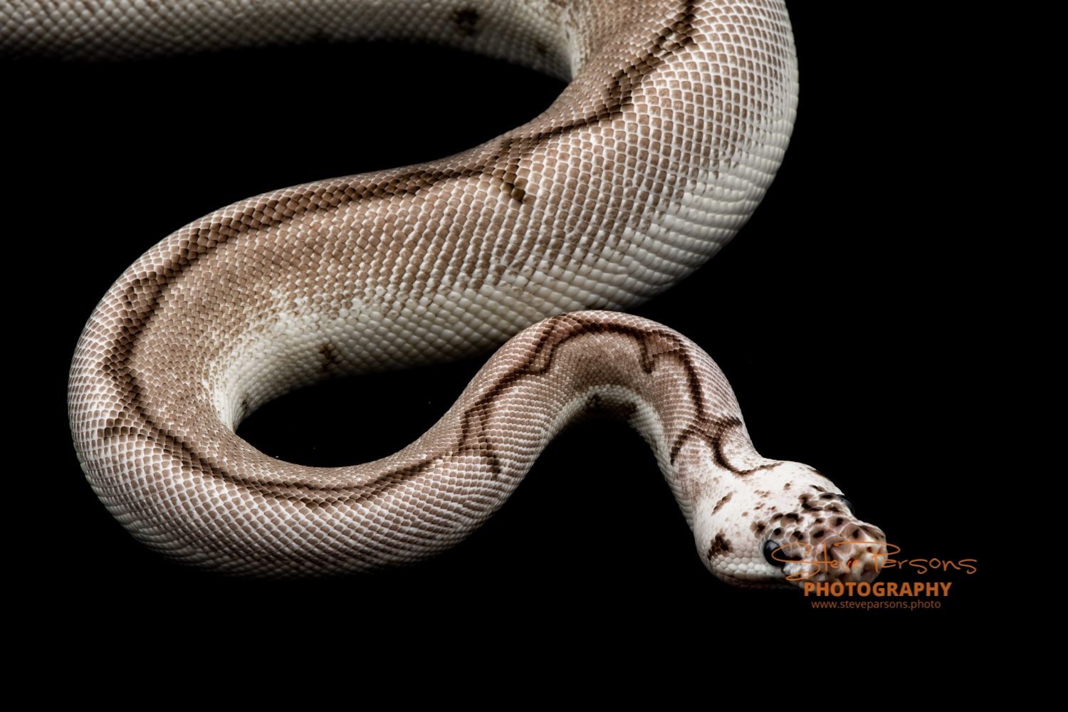 Blade Zebra Bee Clown VPI Axanthic Ball Python by Remarkaballs ...