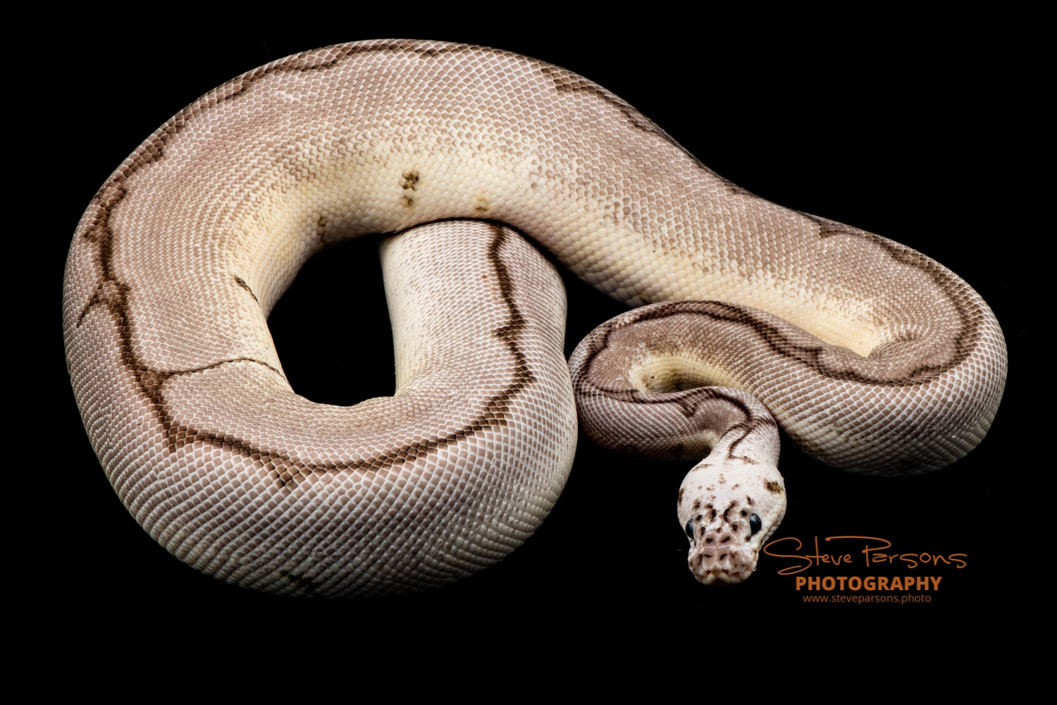 Blade Zebra Bee Clown VPI Axanthic Ball Python by Remarkaballs ...