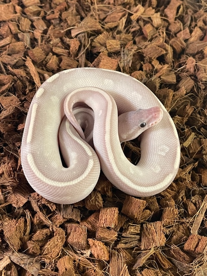 Coral Glow Purple Passion Ball Python by Memphis Reptiles