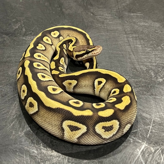 Pastel Mojave 100% Het Puzzle Ball Python by Memphis Reptiles