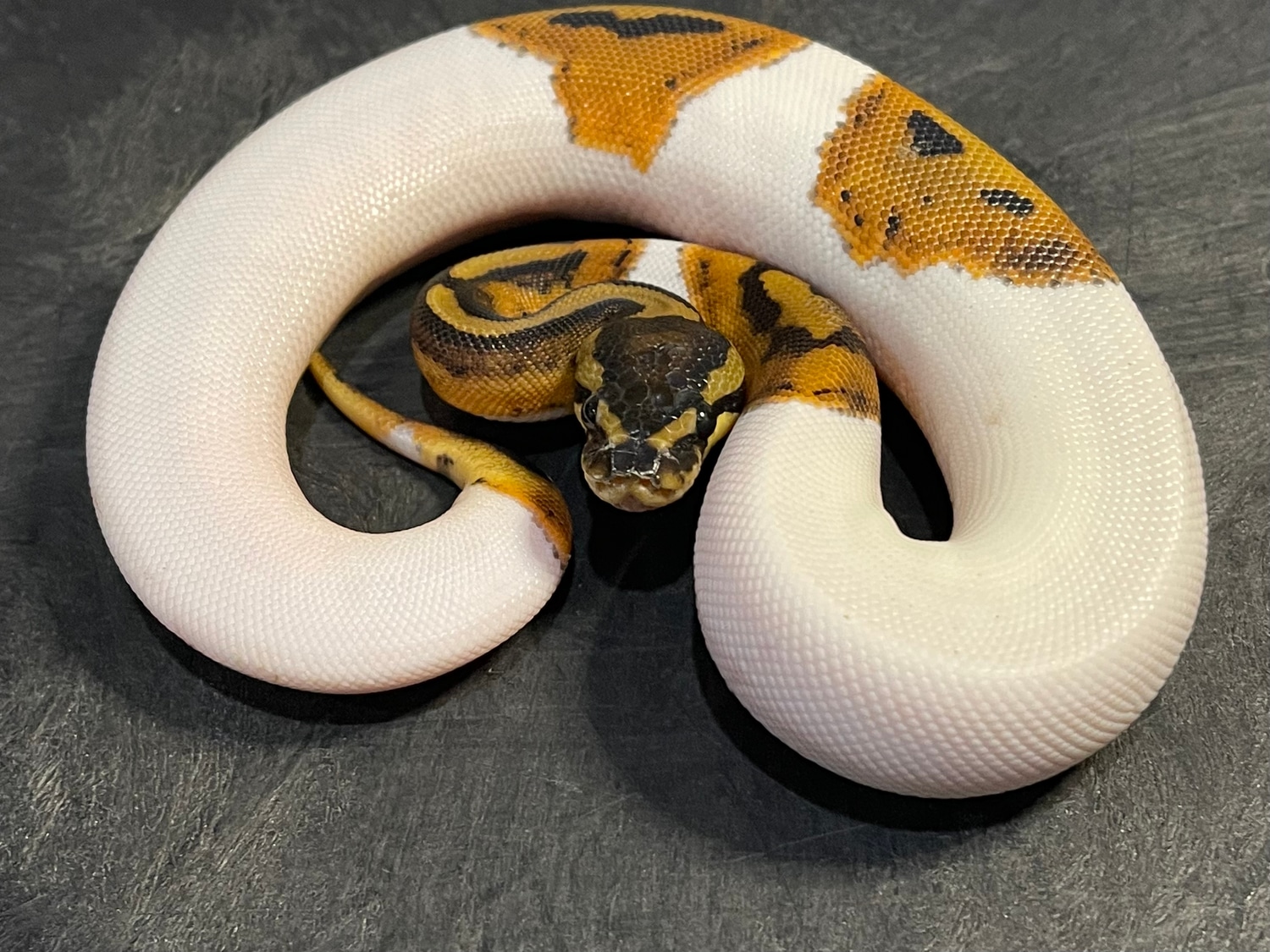 Pied Ball Python by Memphis Reptiles - MorphMarket