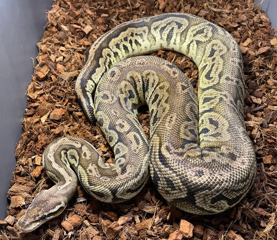 Liesen Line Black Pewter Ball Python by Memphis Reptiles