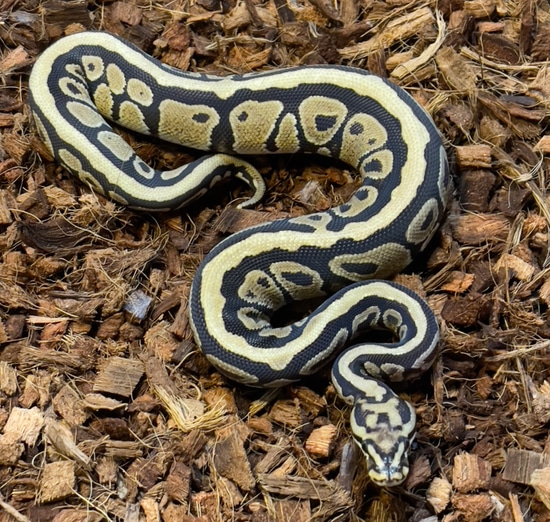 Spotnose Specter Het Desert Ghost Ball Python by Memphis Reptiles