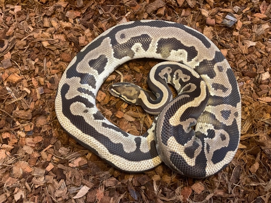 Leopard Flame Het Desert Ghost Ball Python by Memphis Reptiles