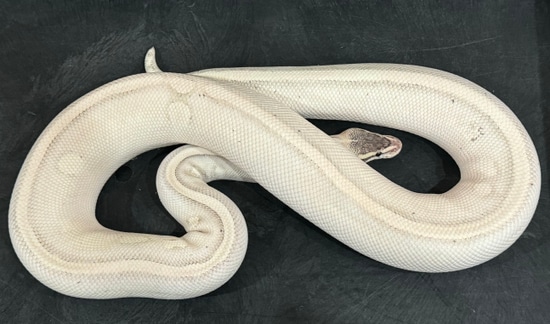 Opal Diamond Ball Python by Memphis Reptiles