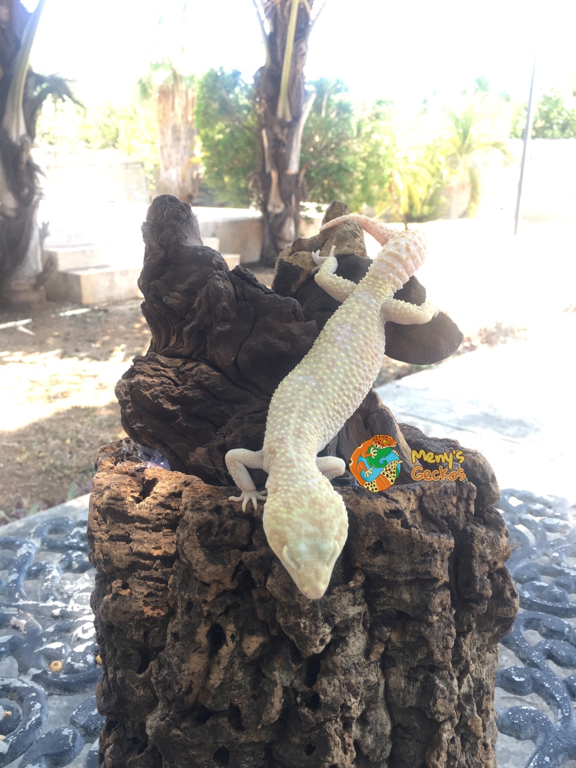 Super Gian Mack Snow Raptor Leopard Gecko by Menys Geckos - MorphMarket