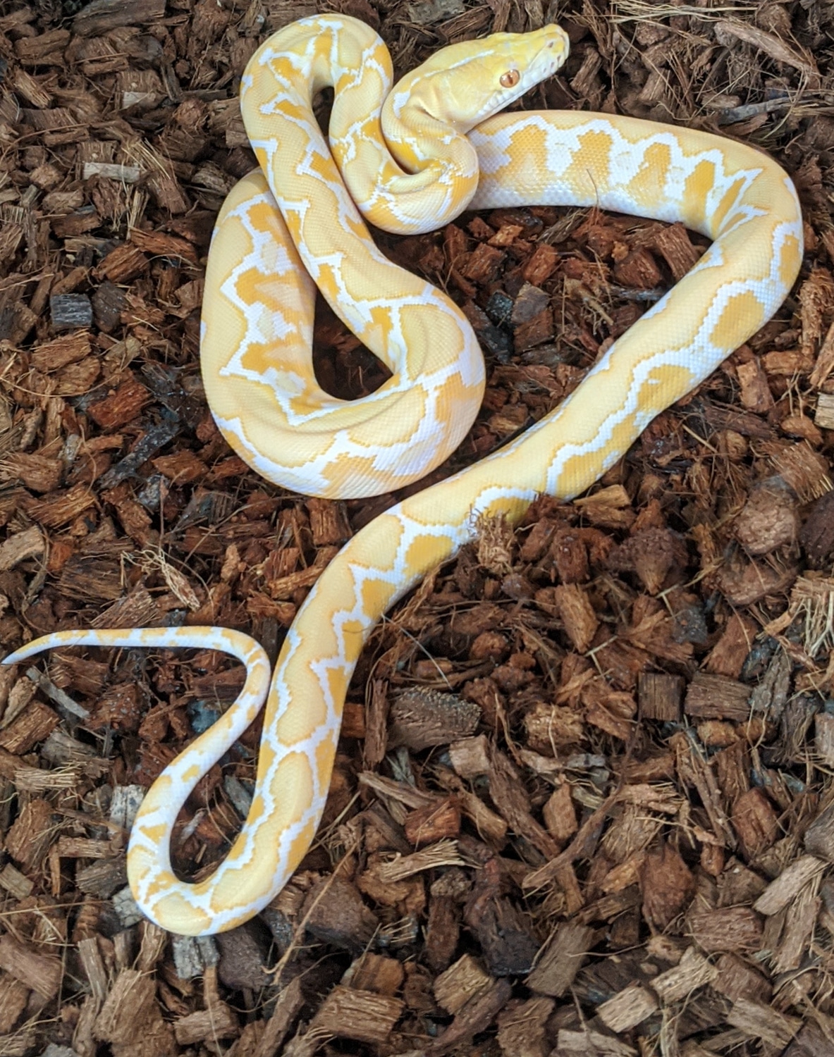 Male White Albino Reticulated Python by Meraki Misfits - MorphMarket
