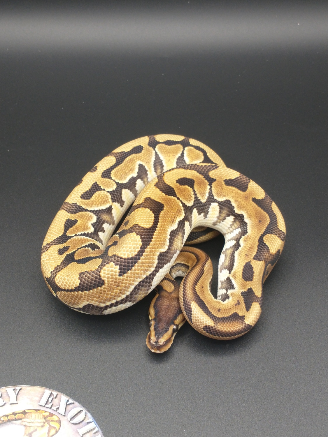 Puzzle Ball Python by Mercury Exotics - MorphMarket