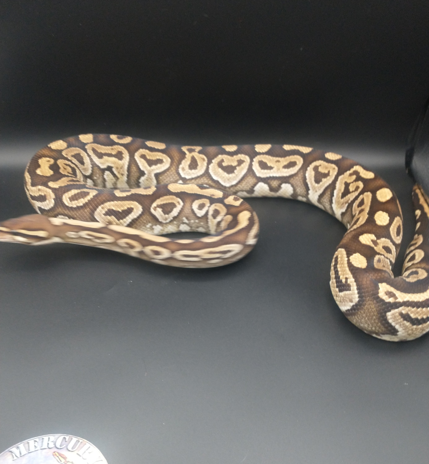 Mystic Blitz Ball Python by Mercury Exotics - MorphMarket