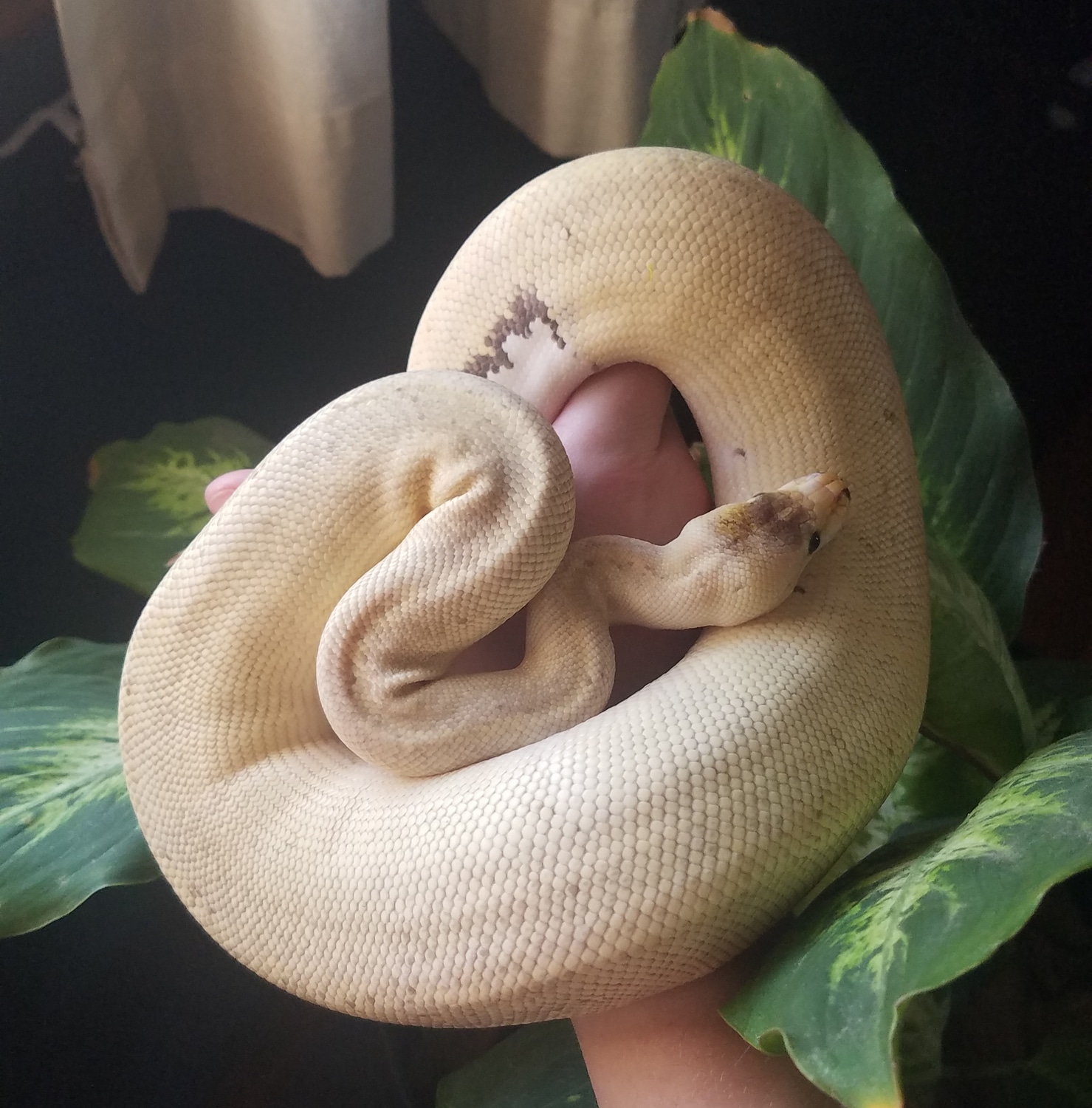 Pastel Cinnamon Champagne Poss. Sulfur Ball Python by Pepper Pythons ...