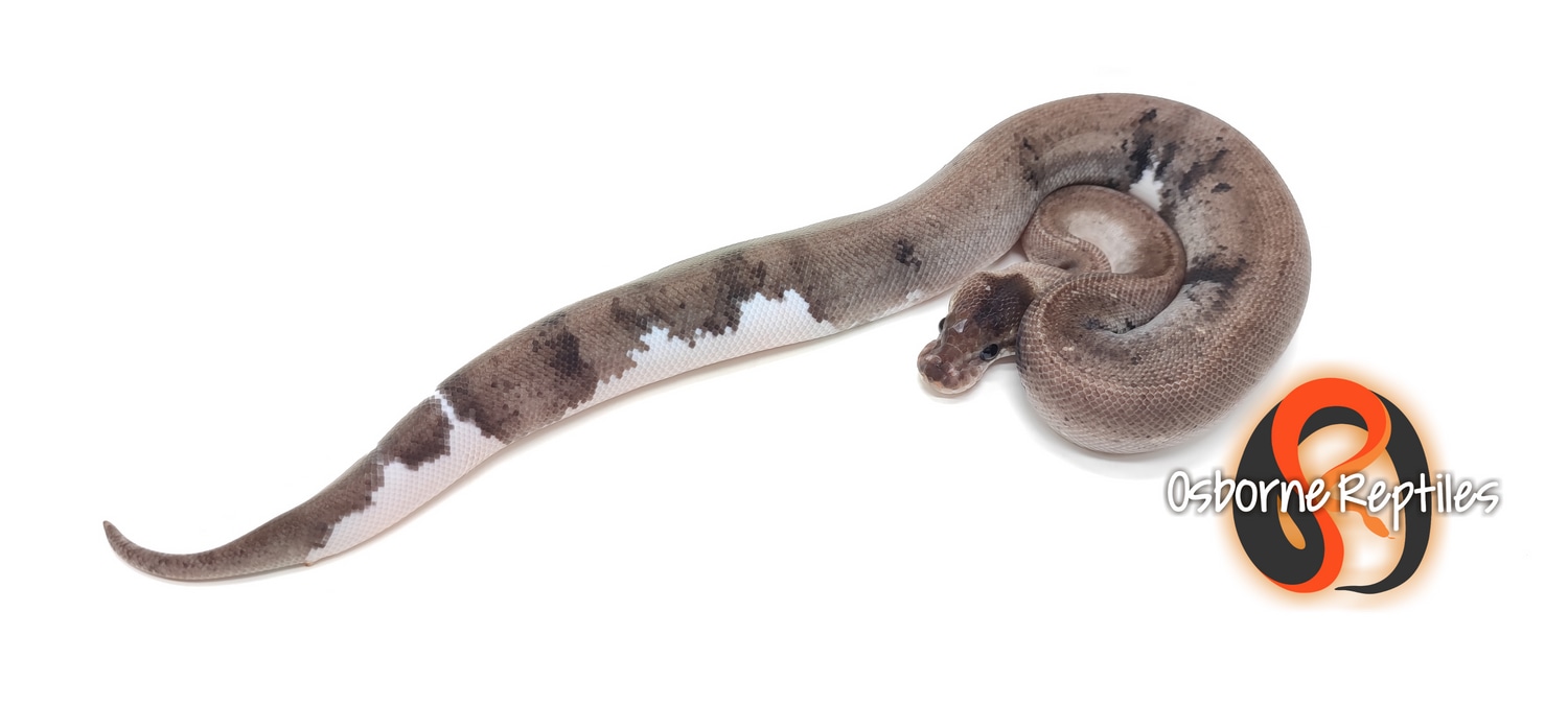 Urban Camo Het Pied Possible OD Bongo Ball Python by Osborne Reptiles
