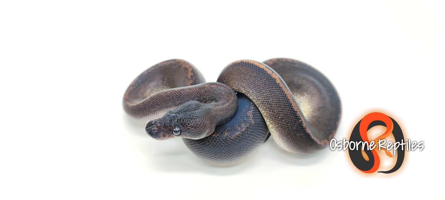 Suma Het Pied Ball Python by Osborne Reptiles - MorphMarket