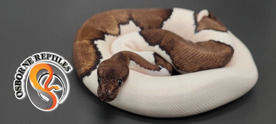 Suma Mystic Pied Ball Python by Osborne Reptiles