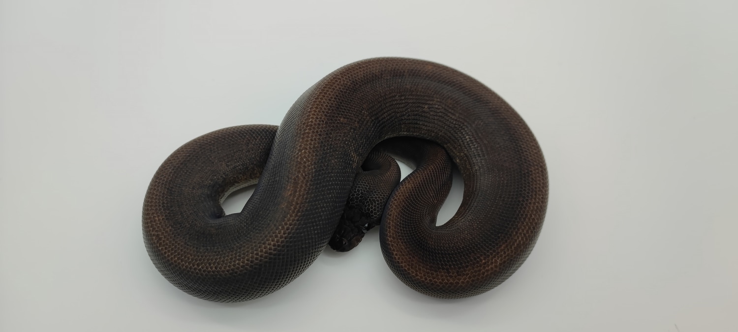 Suma Black Pastel Het Pied Ball Python by Osborne Reptiles - MorphMarket