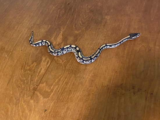 Normal Pos. Het Vpi Ball Python by Merkel Morphs