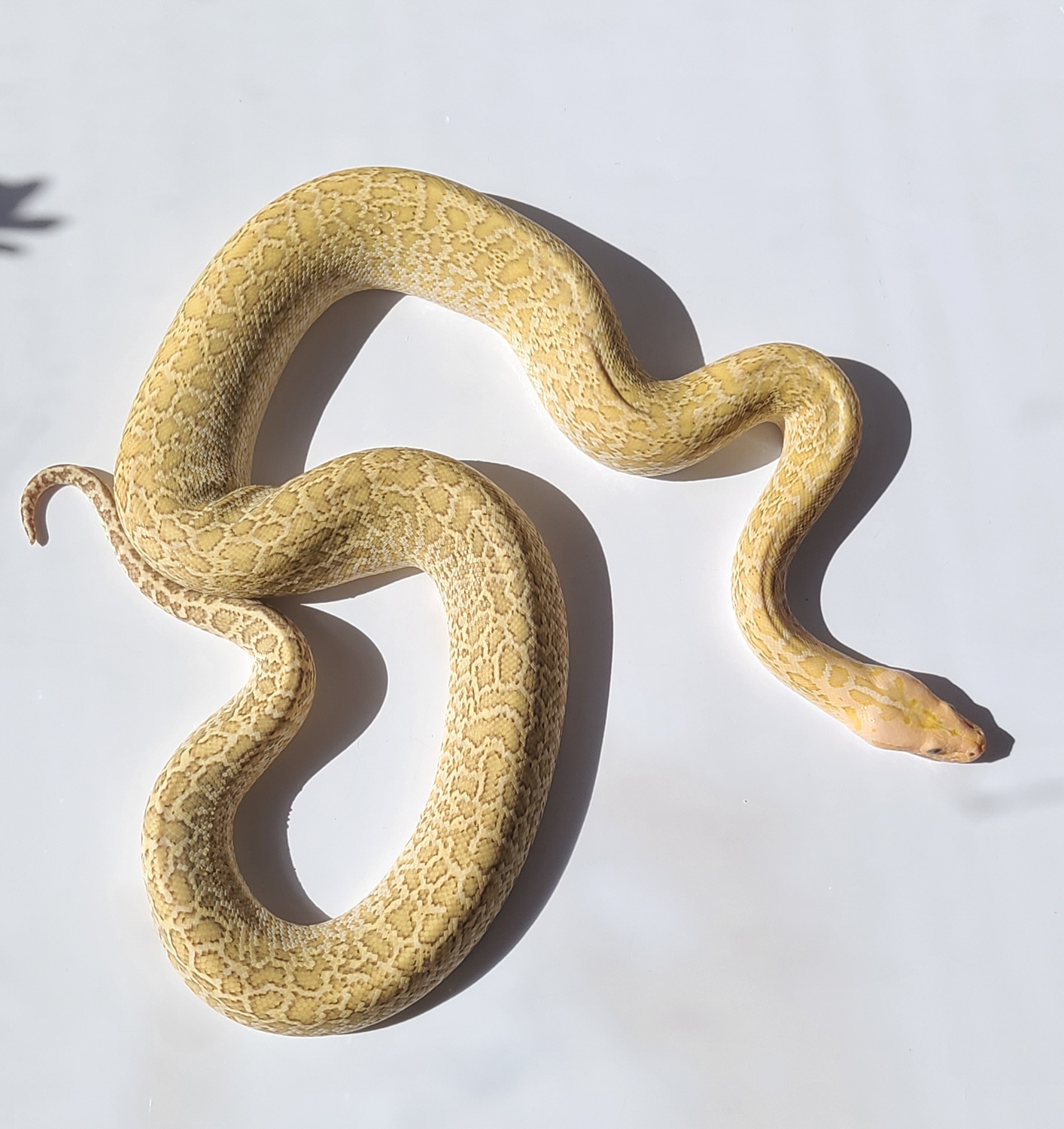 Hypo Granite DH Female Burmese Python by BlondeBurms - MorphMarket