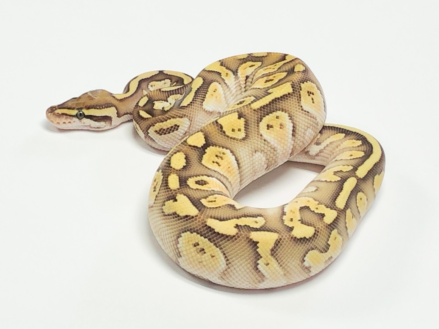 Orange Dream Lesser Specter Ball Python by Mershon's Morphs LLC ...
