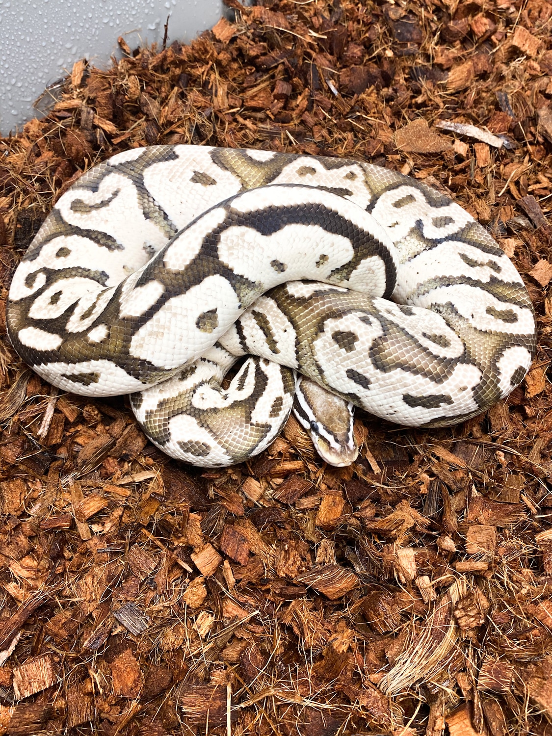 Axanthic Firefly Ball Python by Mershon's Morphs LLC - MorphMarket