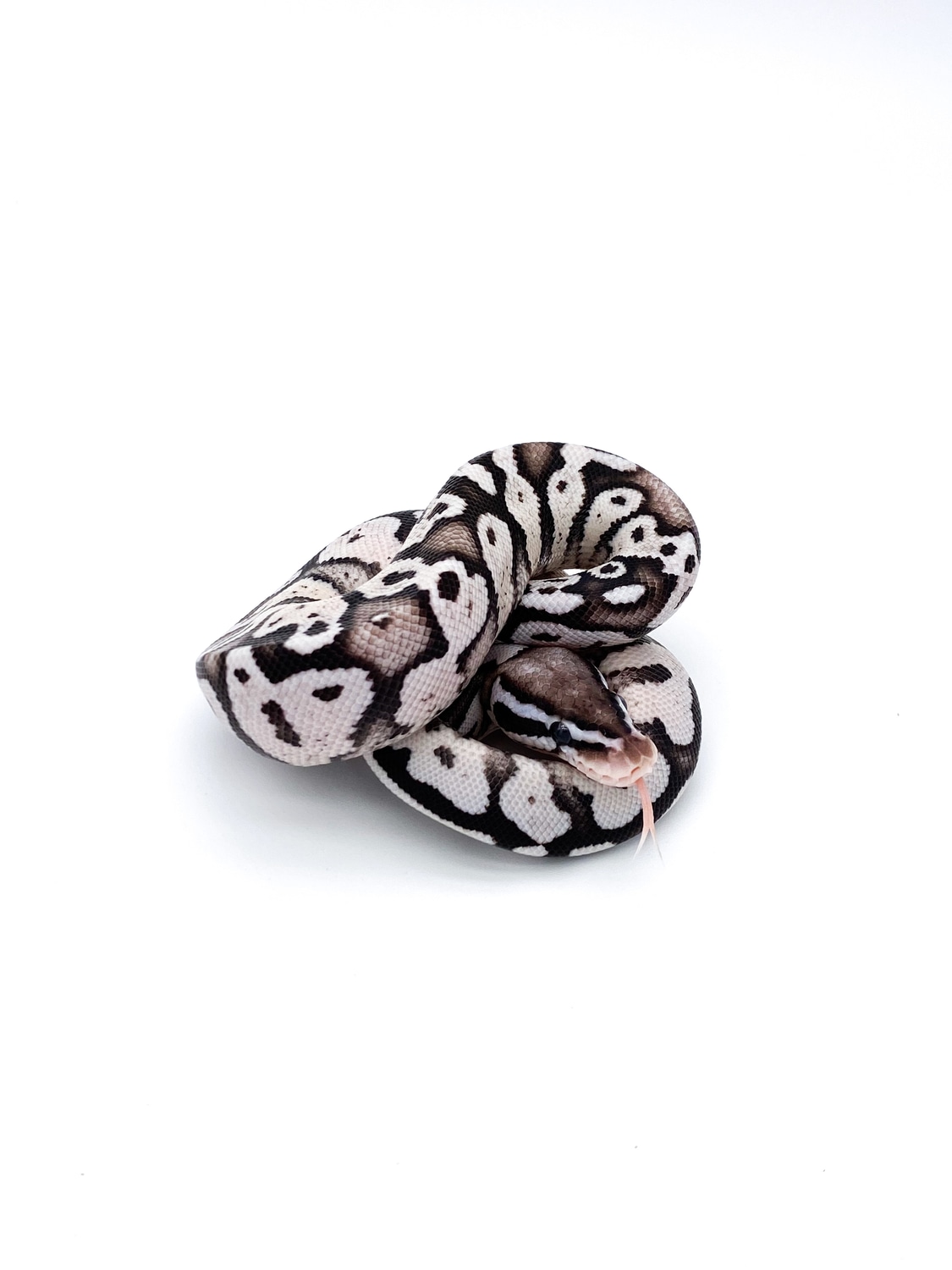 Axanthic Firefly Ball Python by Mershon's Morphs LLC - MorphMarket