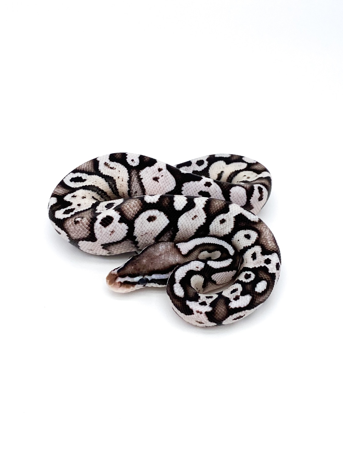 Axanthic Firefly Ball Python by Mershon's Morphs LLC - MorphMarket