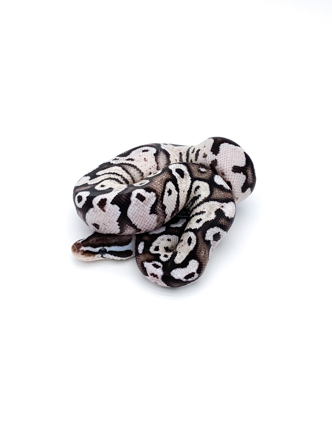 Axanthic Firefly Ball Python by Mershon's Morphs LLC - MorphMarket