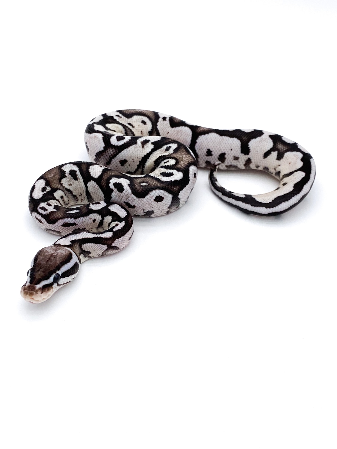 Axanthic Firefly Ball Python by Mershon's Morphs LLC - MorphMarket