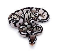Axanthic Firefly Ball Python by Mershon's Morphs LLC - MorphMarket