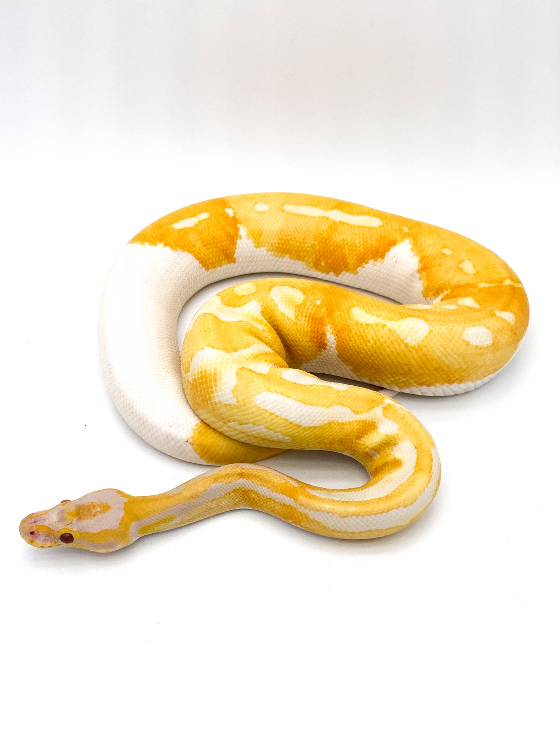 Dreamsicle Ball Python by Mershon's Morphs LLC - MorphMarket