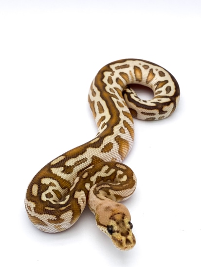 Cypress Lesser Batman Ball Python by Mershon's Morphs LLC