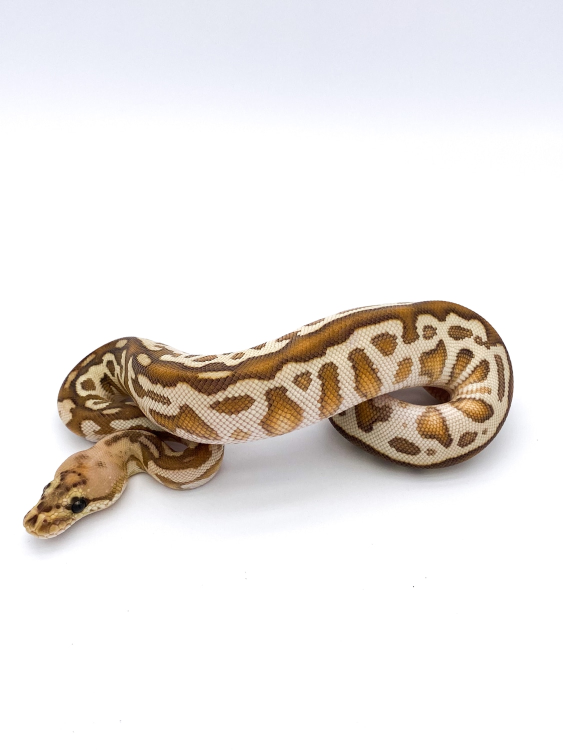 Cypress Lesser Batman Ball Python by Mershon's Morphs LLC - MorphMarket