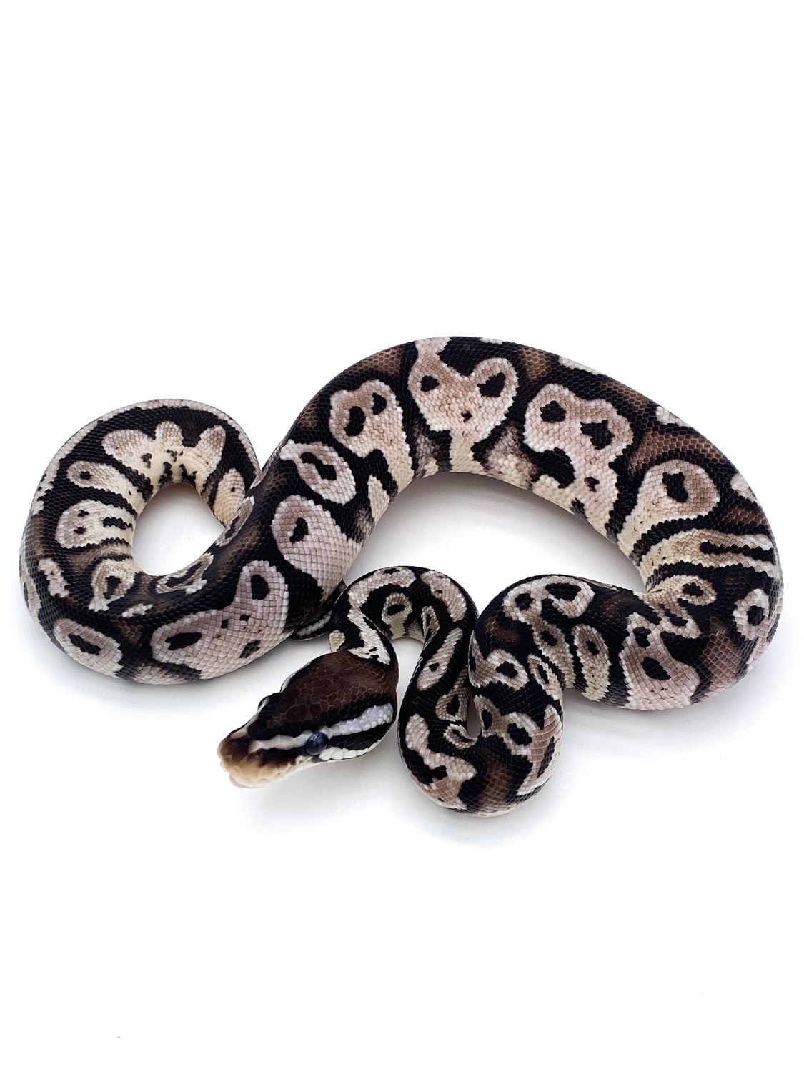 Axanthic Pastel Shrapnel Ball Python by Mershon's Morphs LLC - MorphMarket