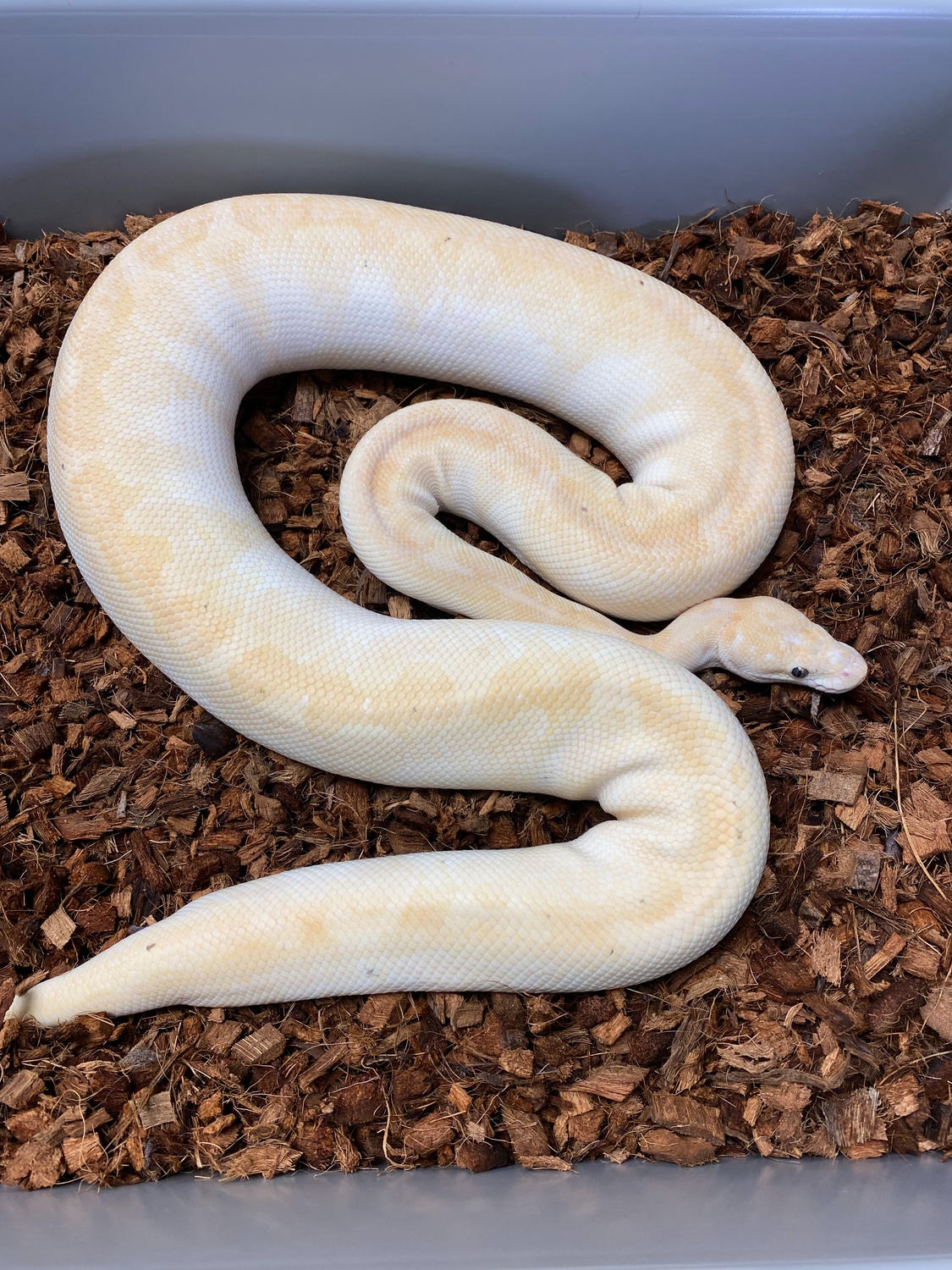 Super Special Ball Python by Mershon's Morphs LLC - MorphMarket