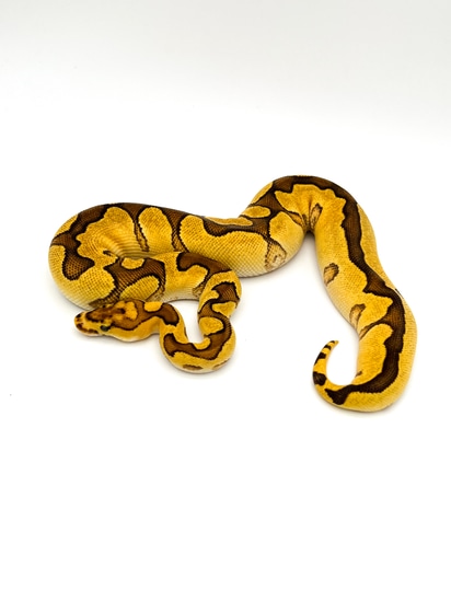 Enchi Vanilla/Fire Clown Ball Python by Mershon's Morphs LLC