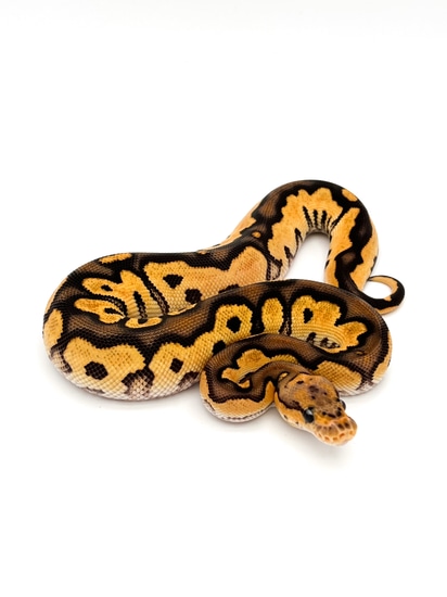 Orange Dream Vanilla/Fire Cinnamon Clown Ball Python by Mershon's ...