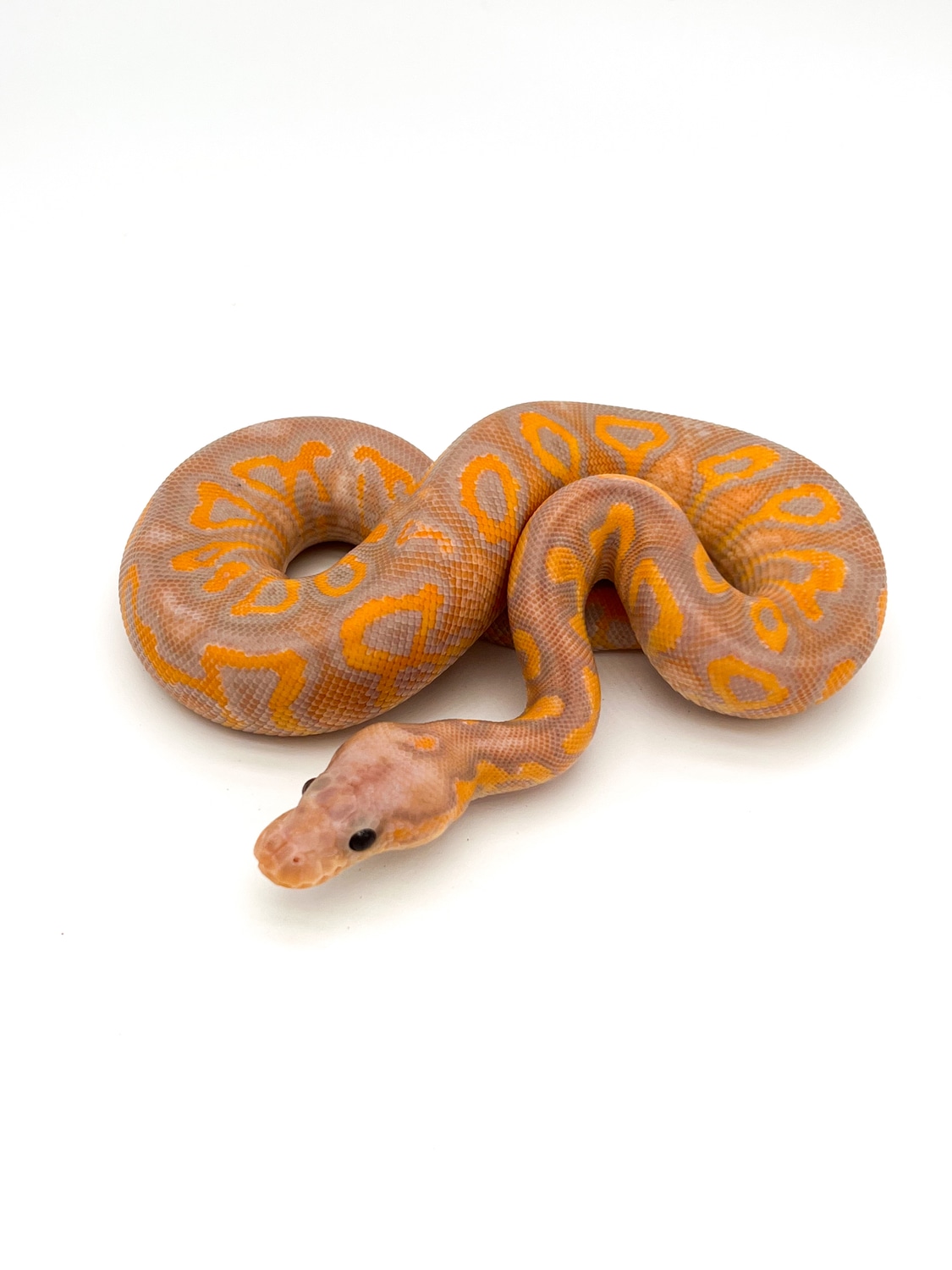 Banana Black Pastel Yellow Belly Clown Pos Redstripe/Hurricane Ball