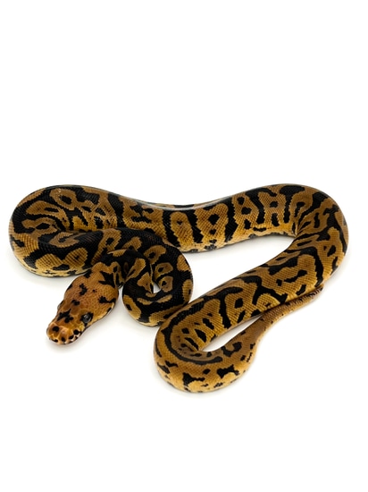 Confusion Spotnose Clown Ball Python by Mershon's Morphs LLC